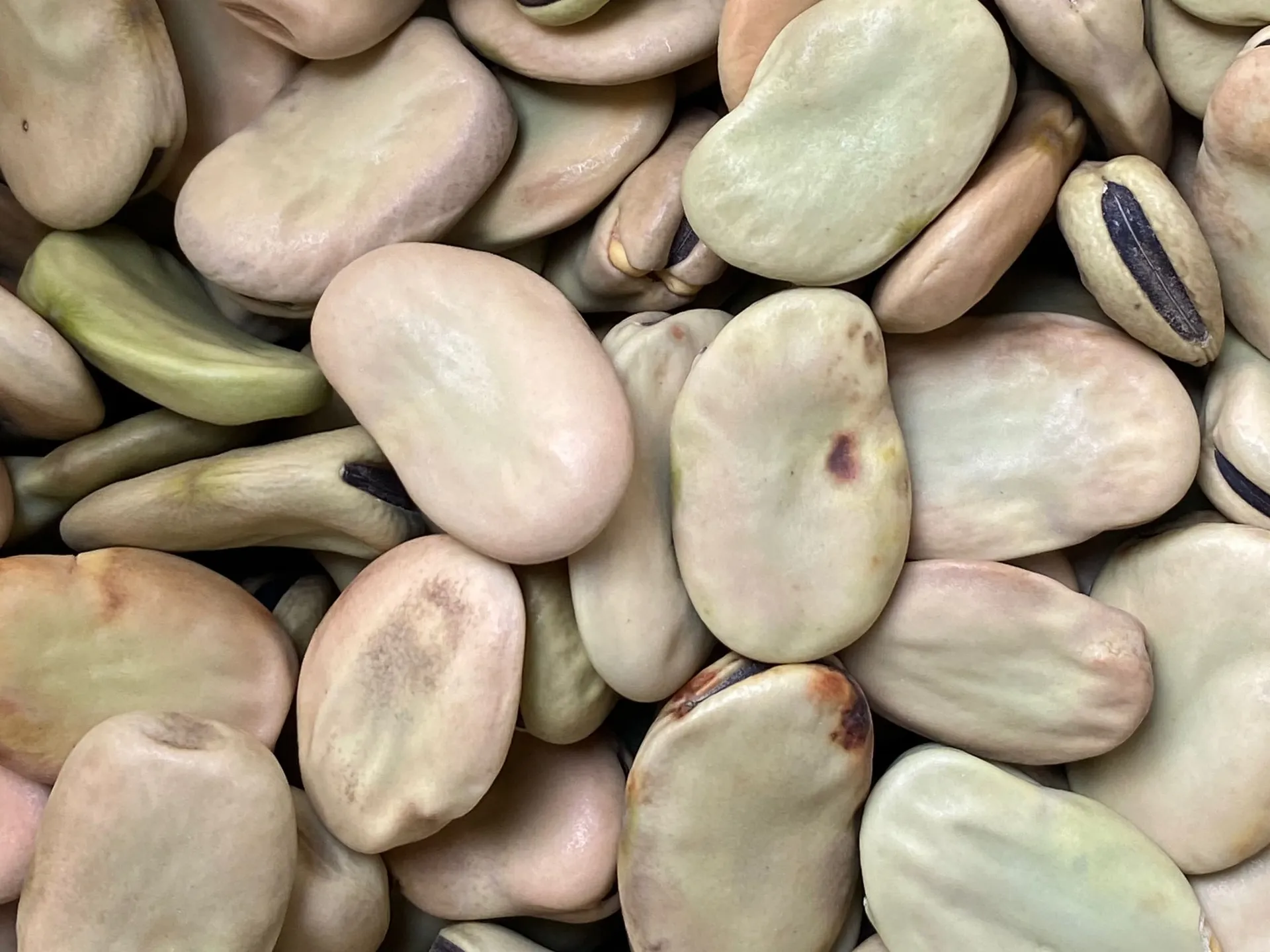 Faba Beans