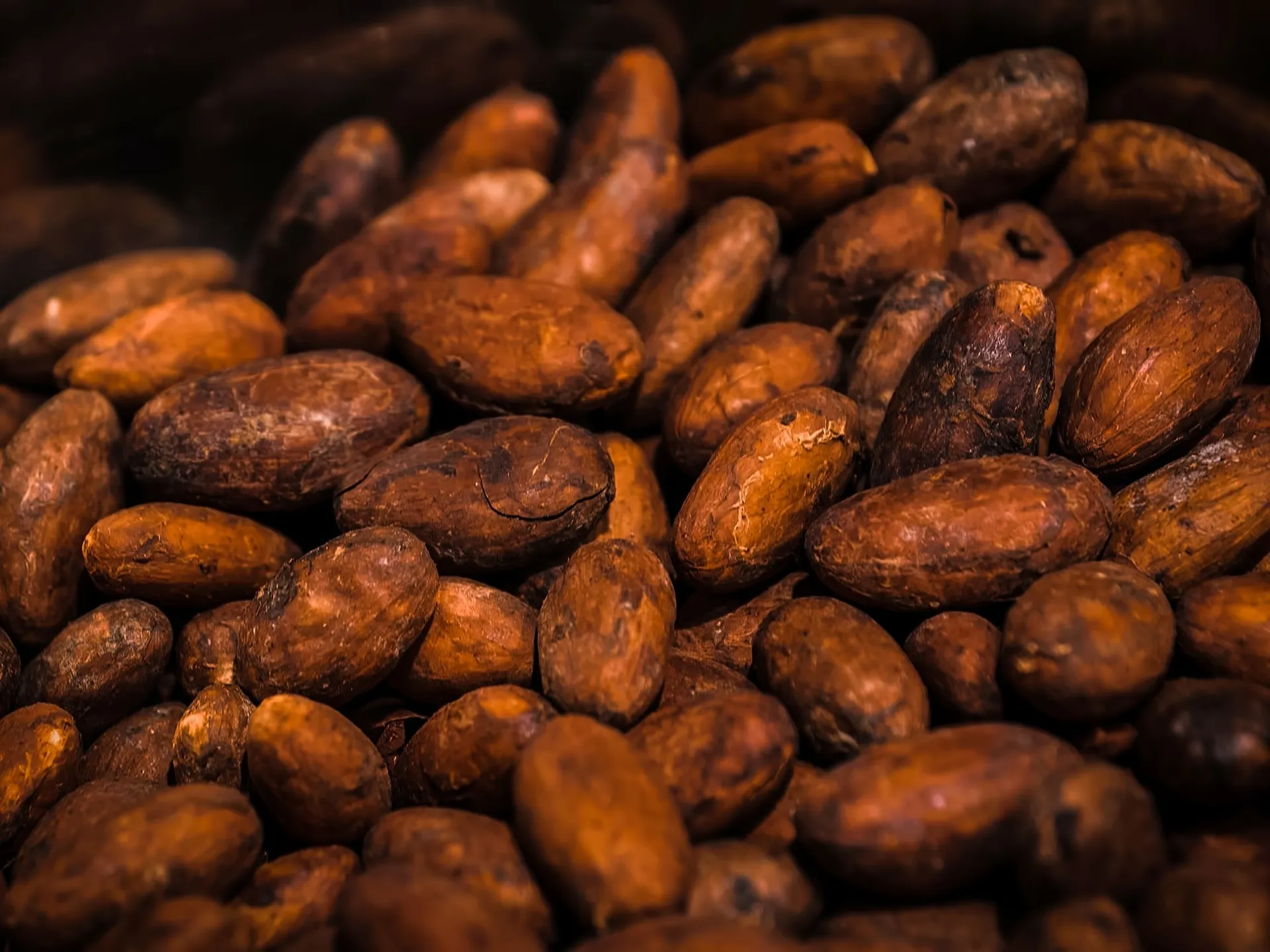 Cacaoboter