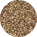 Hemp Seeds