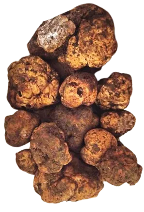 Bianchetto Truffle