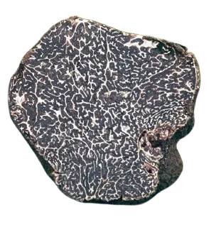Black Winter Truffle