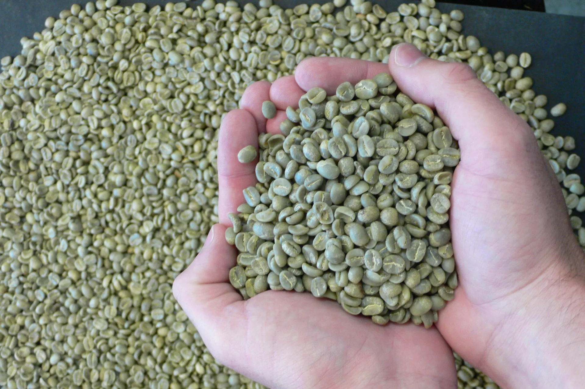Arabica Beans
