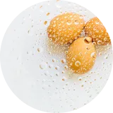 Liquid Frozen Eggs
