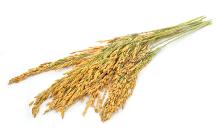 Paddy Rice