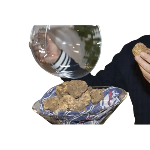 White Fresh Truffle